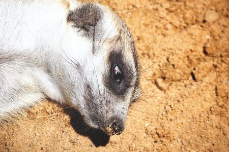 Meerkatの写真素材