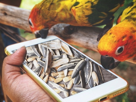 Smart phone with sunflower seeds and parrotの写真素材