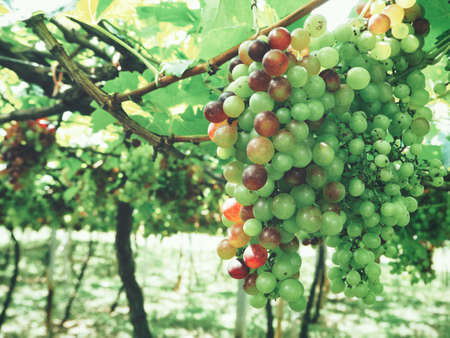 Grapes in vineyardの写真素材