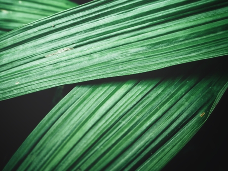 Palms leaves backgroundの写真素材