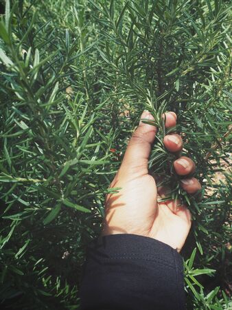 Rosemary on handの写真素材