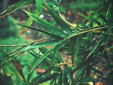 Bamboo leavesの写真素材