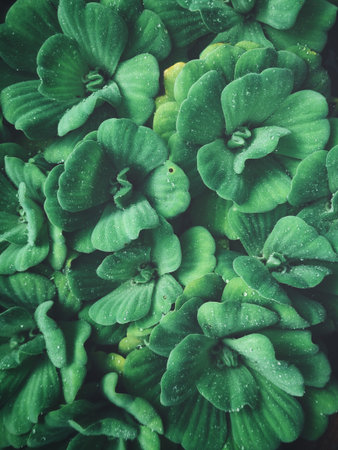 Fern leaves