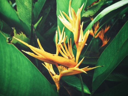 Tropical orange flowersの写真素材