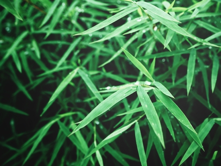 Bamboo leavesの写真素材