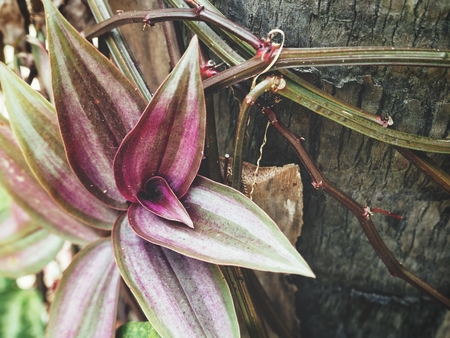 Red leavesの写真素材