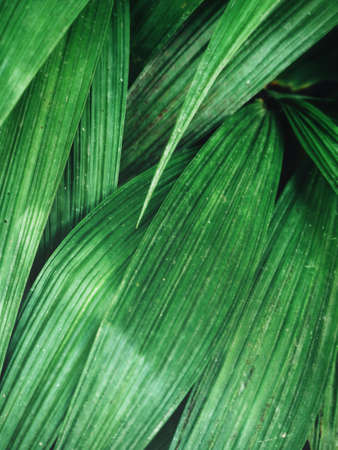 Palms leaves backgroundの写真素材