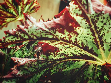 Red leavesの写真素材