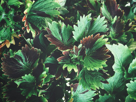 Green leaves background