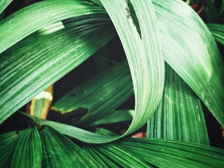 Palms leaves backgroundの写真素材