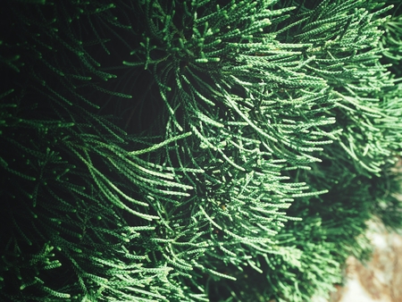 Pine treeの写真素材