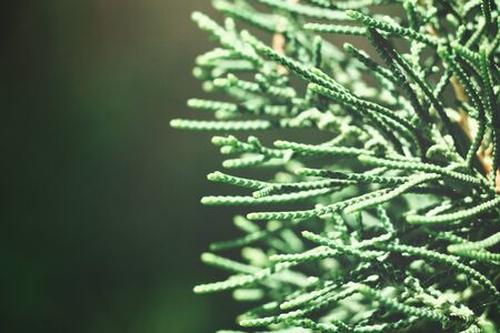 Pine treeの写真素材