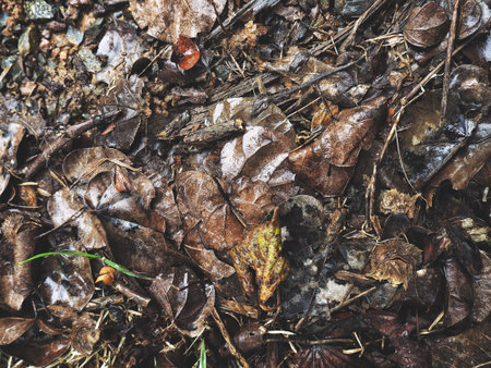 Dried leaves