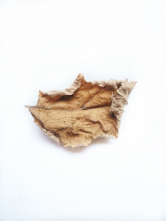 Dried leaves isolatedの写真素材