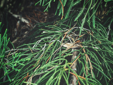 Pine tree