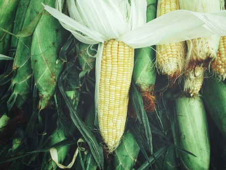 Fresh cornの写真素材