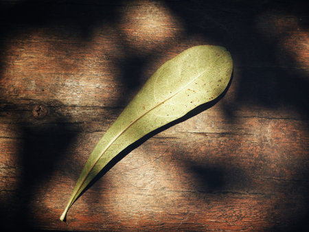 Leaves with shadow