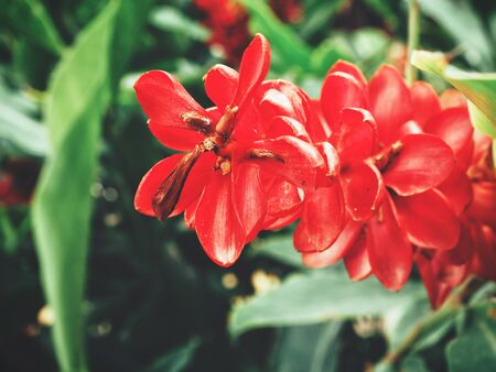 Ginger flowerの写真素材