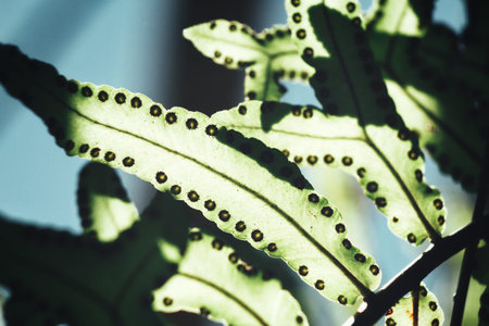 Fern leaves