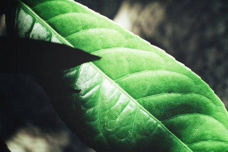 Leaves with shadowの写真素材