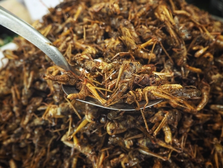 Fried insectsの写真素材