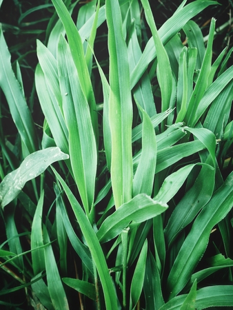 Vetiverの写真素材