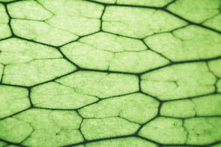 Fern leaves backgroundの写真素材