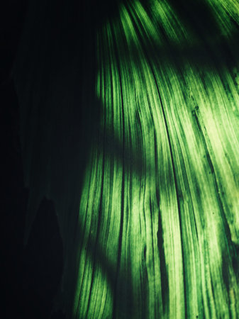 Palms leaves with shadow background