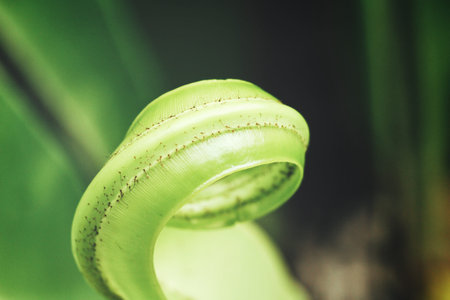 Fern leaves