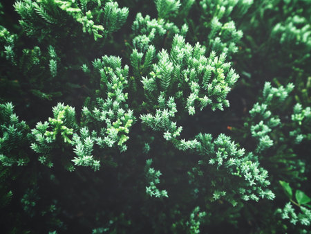 Pine tree