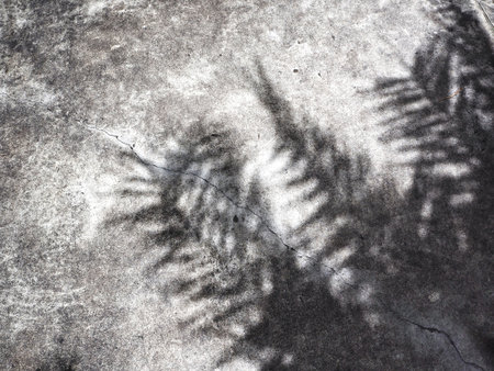 Shadow of leaves