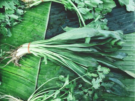 Culantroの写真素材