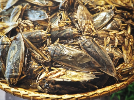 Fried insectsの写真素材