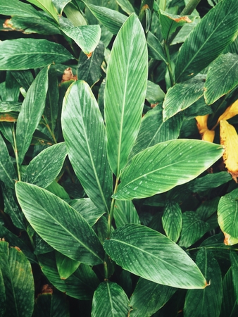 Tropical leaves backgroundの写真素材