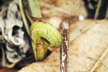 Fern leaves
