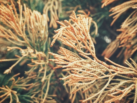 Dried pine leavesの写真素材