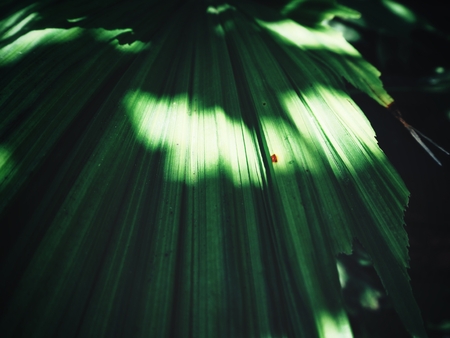 Palms leaves with shadow backgroundの写真素材