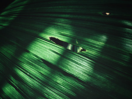 Palms leaves with shadow background