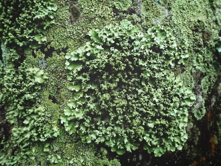 Lichens on treeの写真素材