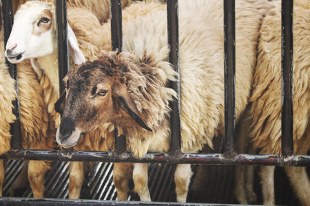 Goat in the farm