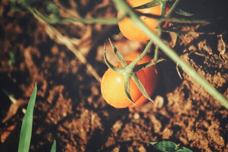 Close up of eggplantの写真素材