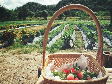 Fresh strawberries on basketの写真素材