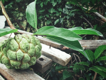 Sugar apple with green leavesの写真素材