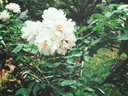 Beautiful white rose flower vintage styleの写真素材