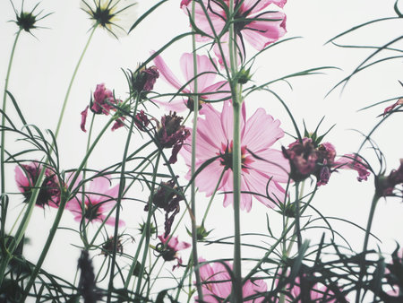 Beautiful of pink cosmos flowers