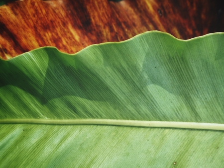 Close up of old fern leavesの写真素材