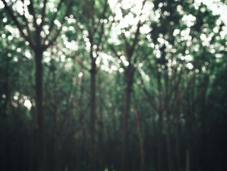 Blurred of landscape rubber tree forestの写真素材