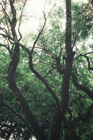 Beautiful branches and leaves tree