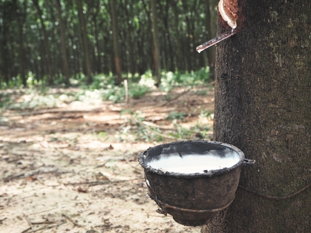Rubber tapping with tree in forestの写真素材