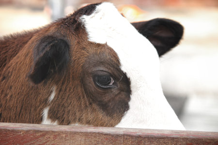 Close up of face baby cowの写真素材